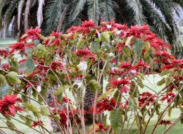 Tenerife_botanische_tuin
